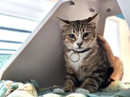 Almond, Adoptable, Adult Male Domestic Short Hair & Domestic Short Hair.