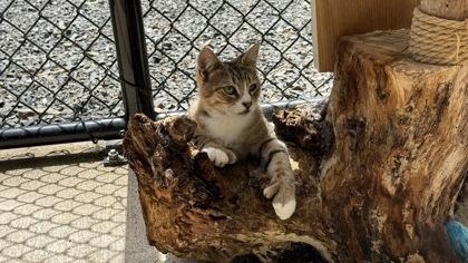 Enlarge Almond, a Adoptable mixed breed in Sultan, WA image 1/3