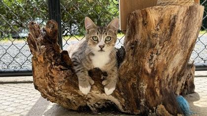 Enlarge Almond, a Adoptable mixed breed in Sultan, WA image 2/3