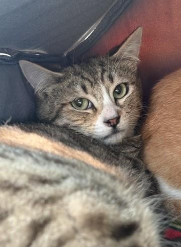 Almond, Adoptable, Adult Male Domestic Short Hair & Domestic Short Hair.
