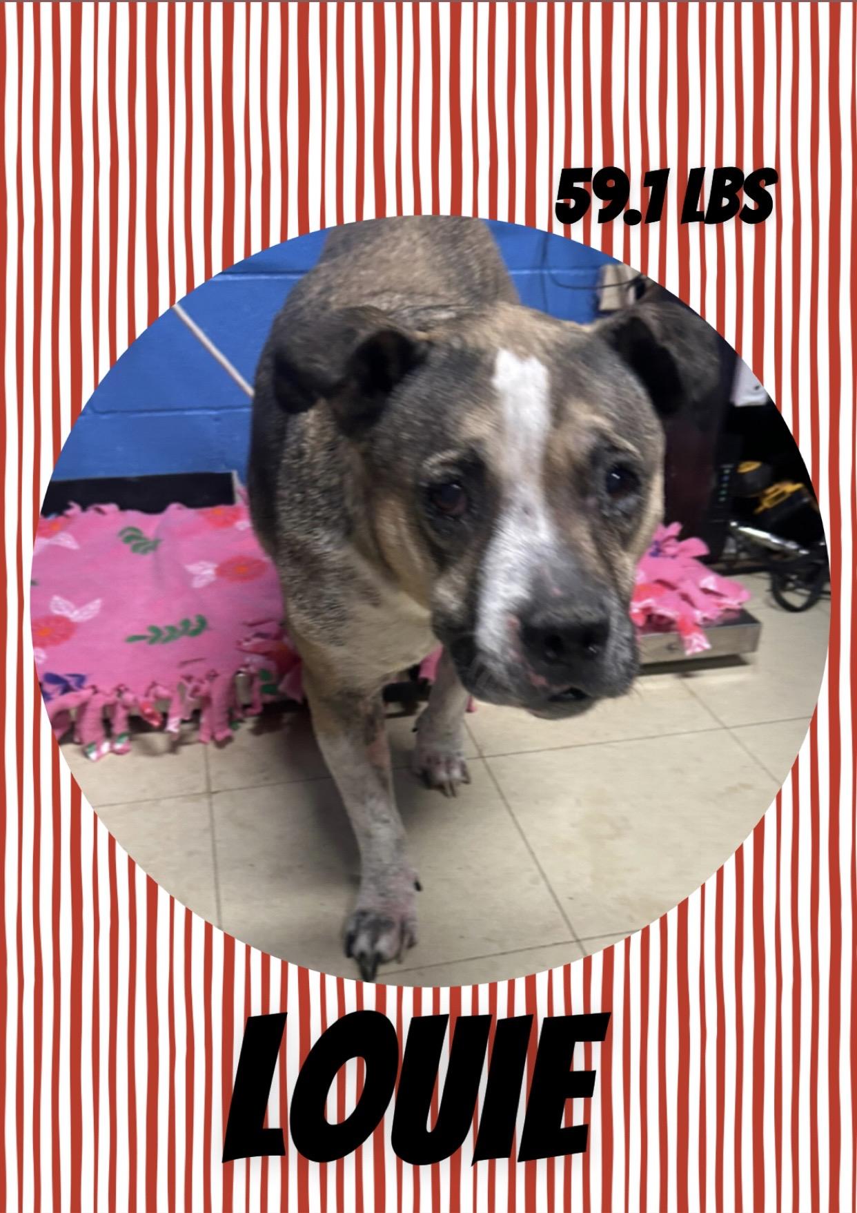Louie, ADOPTABLE, Senior Male Pit Bull Terrier.