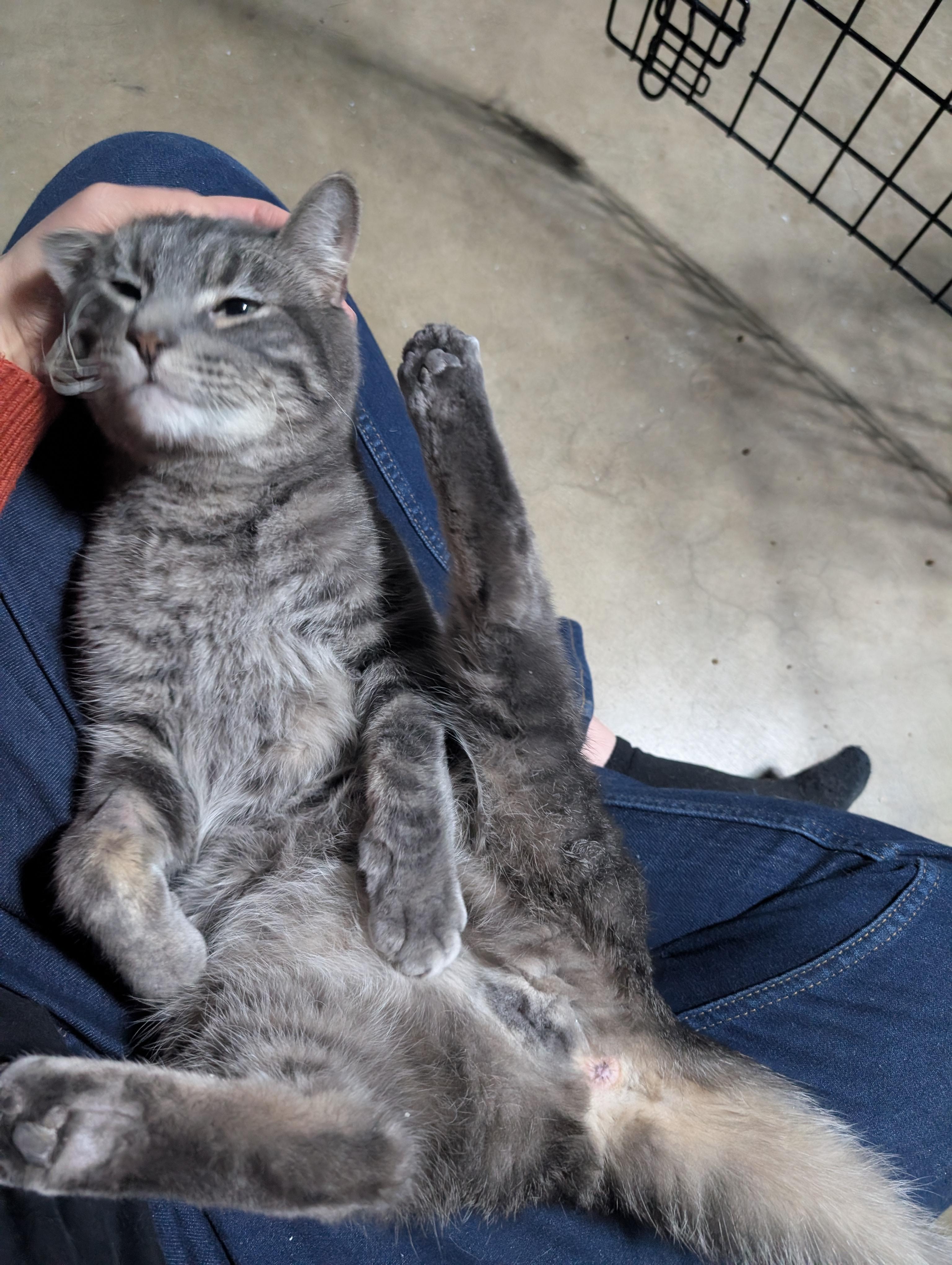 Timber, a ADOPTABLE American Shorthair in Ramsey , MN image 2/4