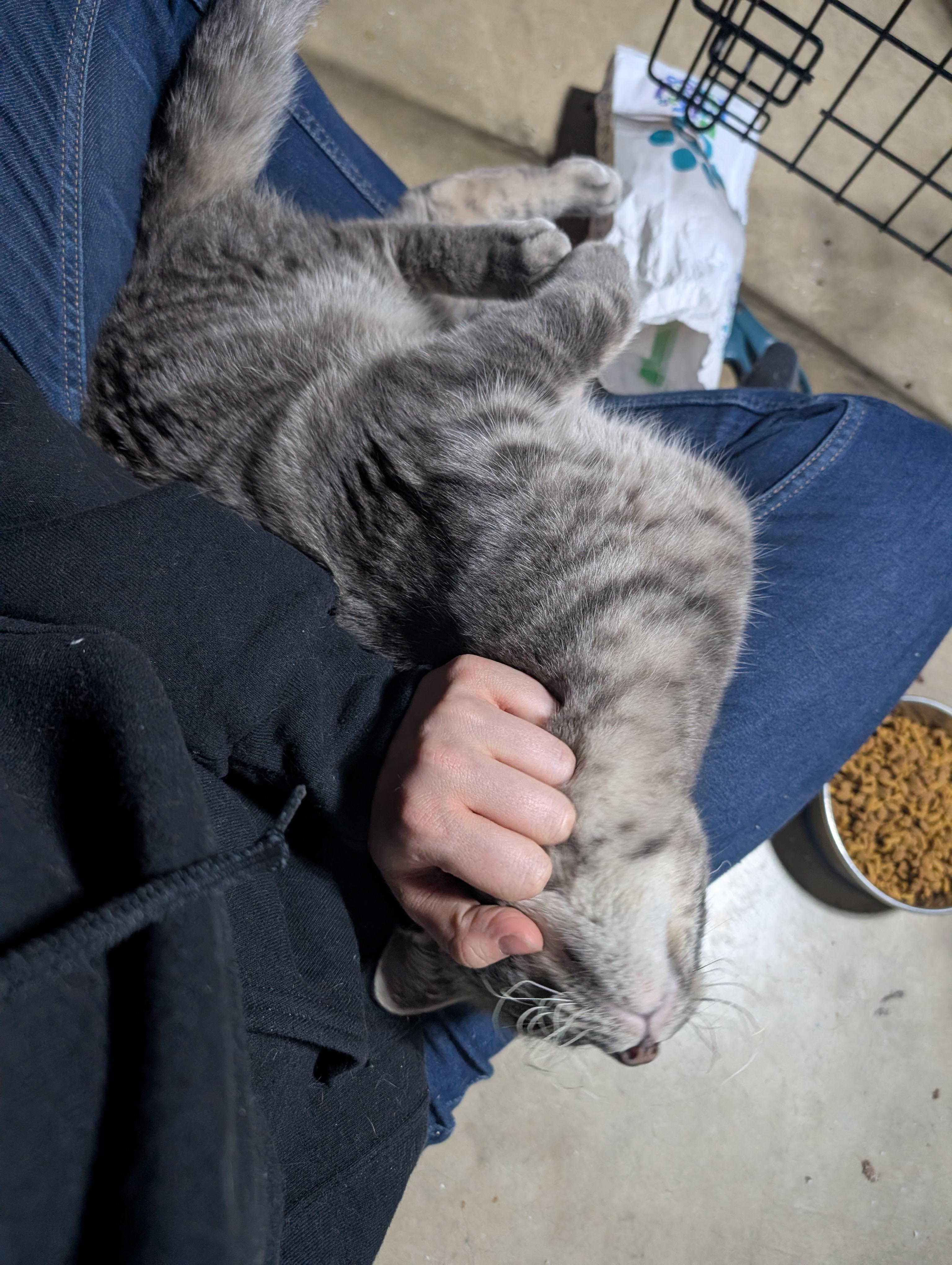 Timber, a ADOPTABLE American Shorthair in Ramsey , MN image 4/4
