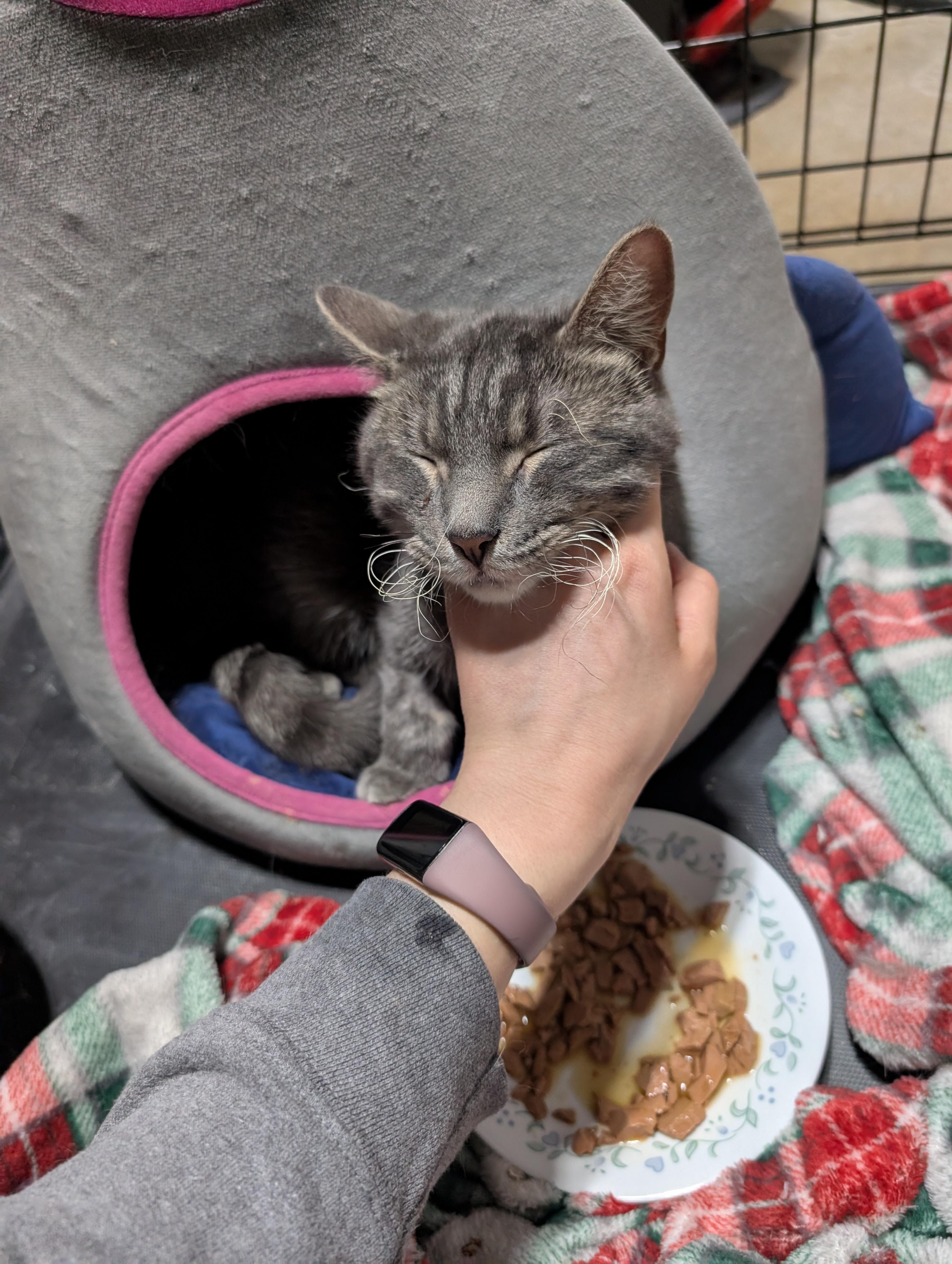 Timber, a ADOPTABLE American Shorthair in Ramsey , MN image 3/4