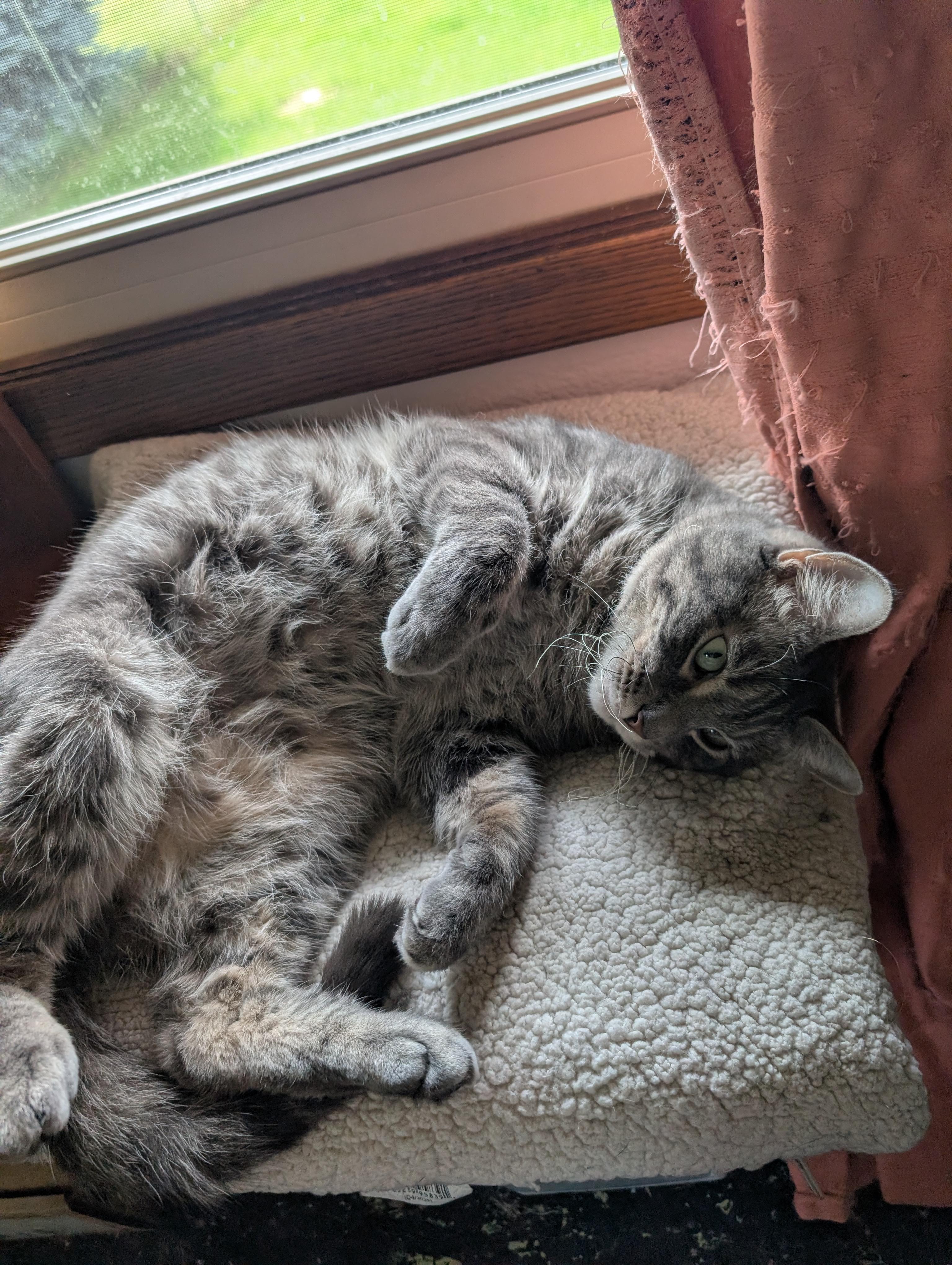 Timber, a ADOPTABLE American Shorthair in Ramsey , MN image 1/4