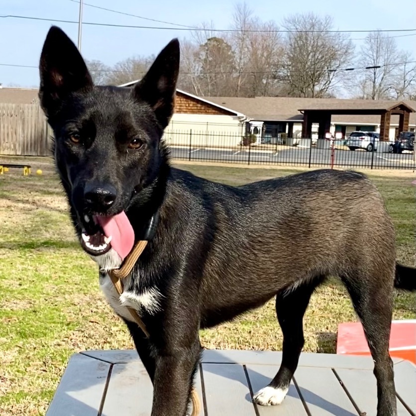 Enlarge Georgia *URGENT*, a Adoptable mixed breed in Conway, AR image 2/2