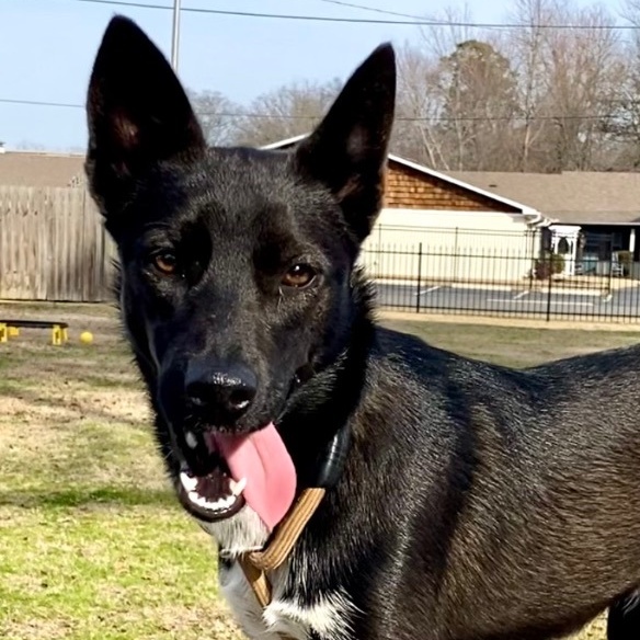 Enlarge Georgia *URGENT*, a Adoptable mixed breed in Conway, AR image 1/2