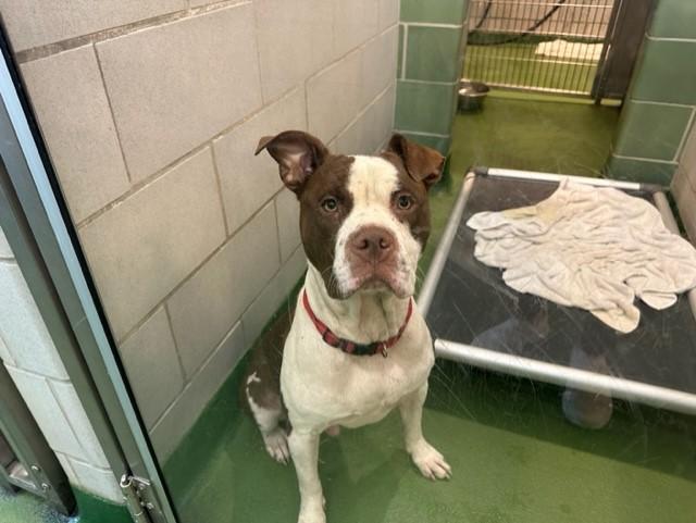 BIG TUNA, Adoptable, Adult Male Pit Bull Terrier.