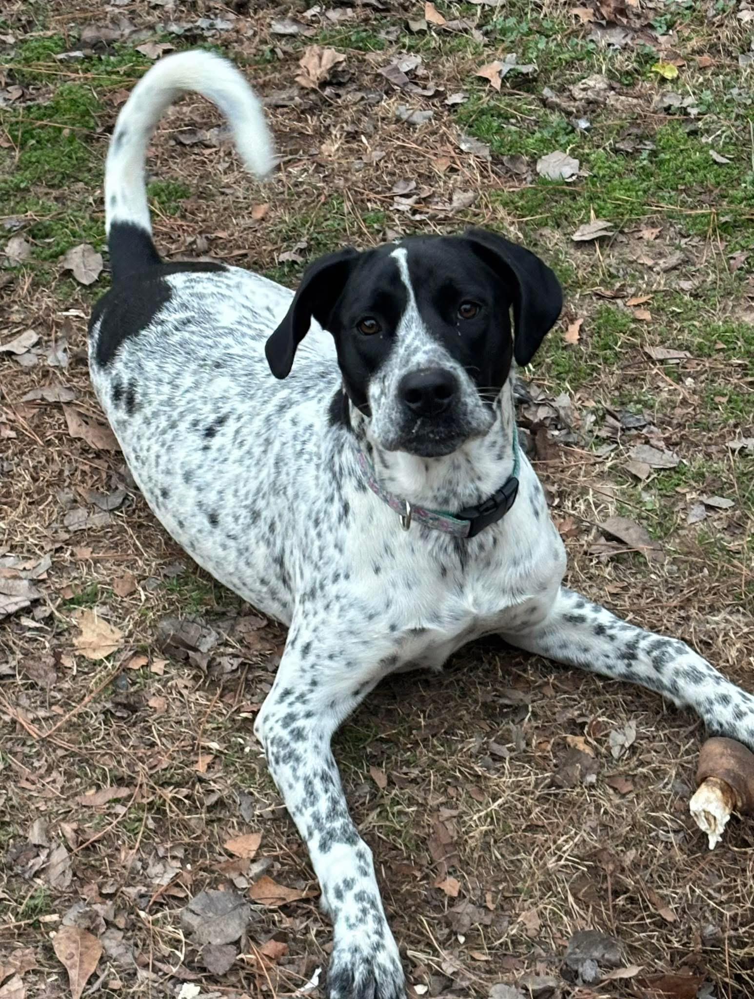 Enlarge Zinnia, a ADOPTABLE mixed breed in Anniston, AL image 1/1