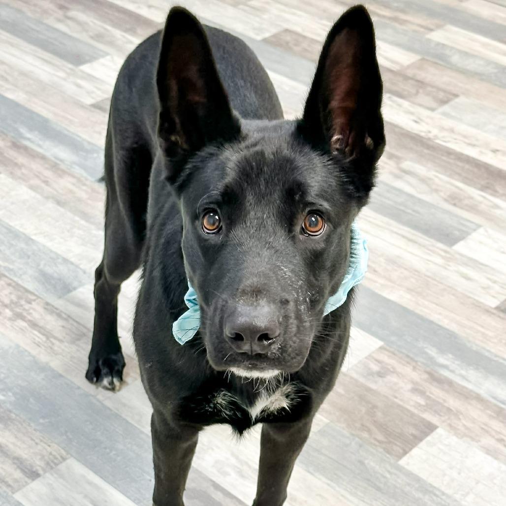 Caboose, a Adoptable Mixed Breed in Lufkin, TX image 1/4