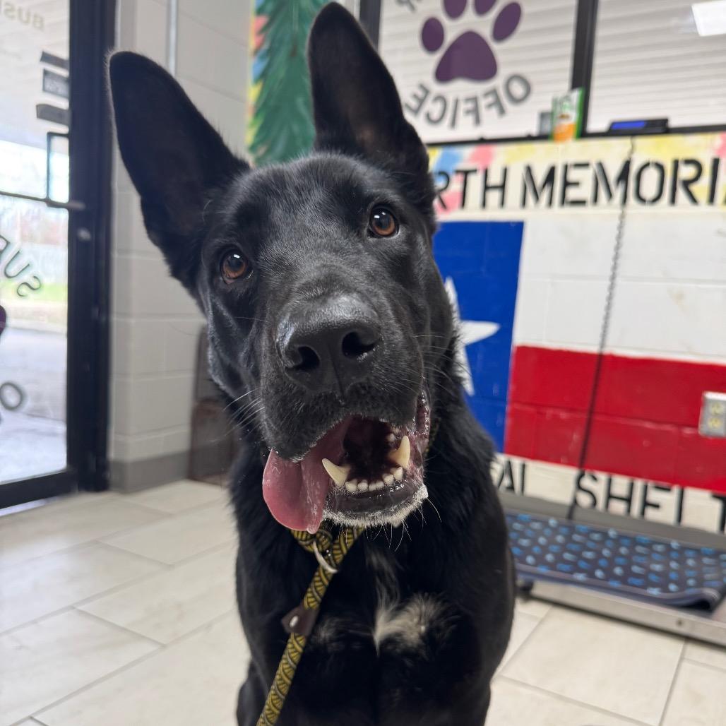 Caboose, a Adoptable Mixed Breed in Lufkin, TX image 2/4