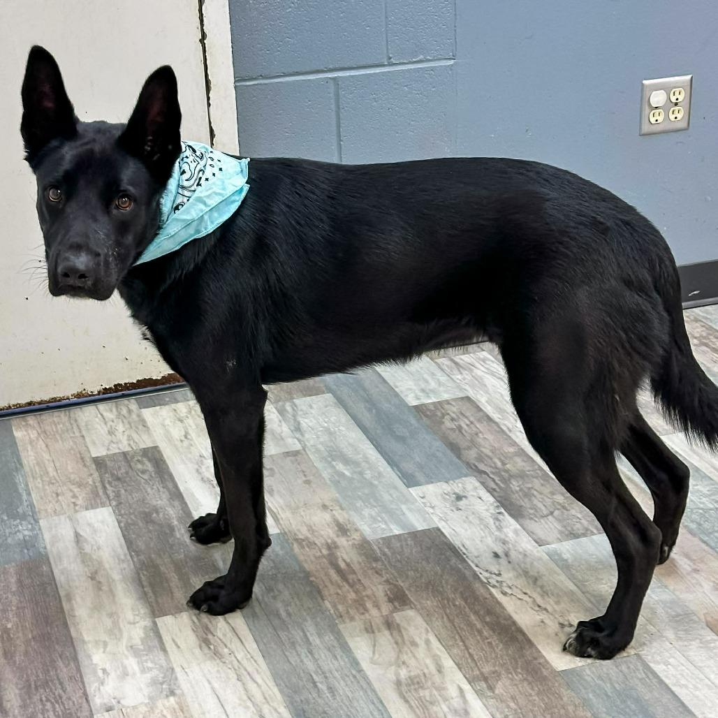 Caboose, a Adoptable Mixed Breed in Lufkin, TX image 3/4