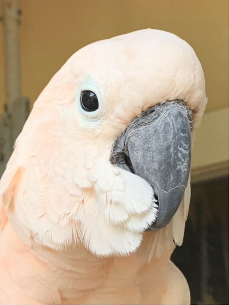 Parrot for adoption Coho, a Cockatoo in Alexander, NC Petfinder