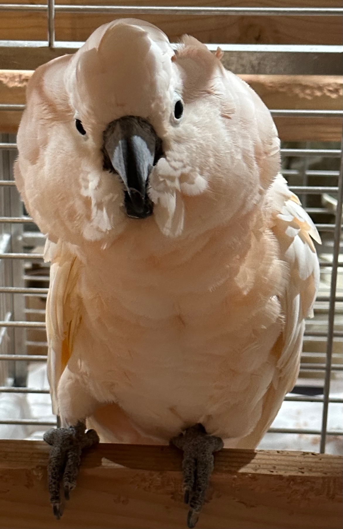Enlarge Coho, a Adoptable Cockatoo in Alexander, NC image 2/5