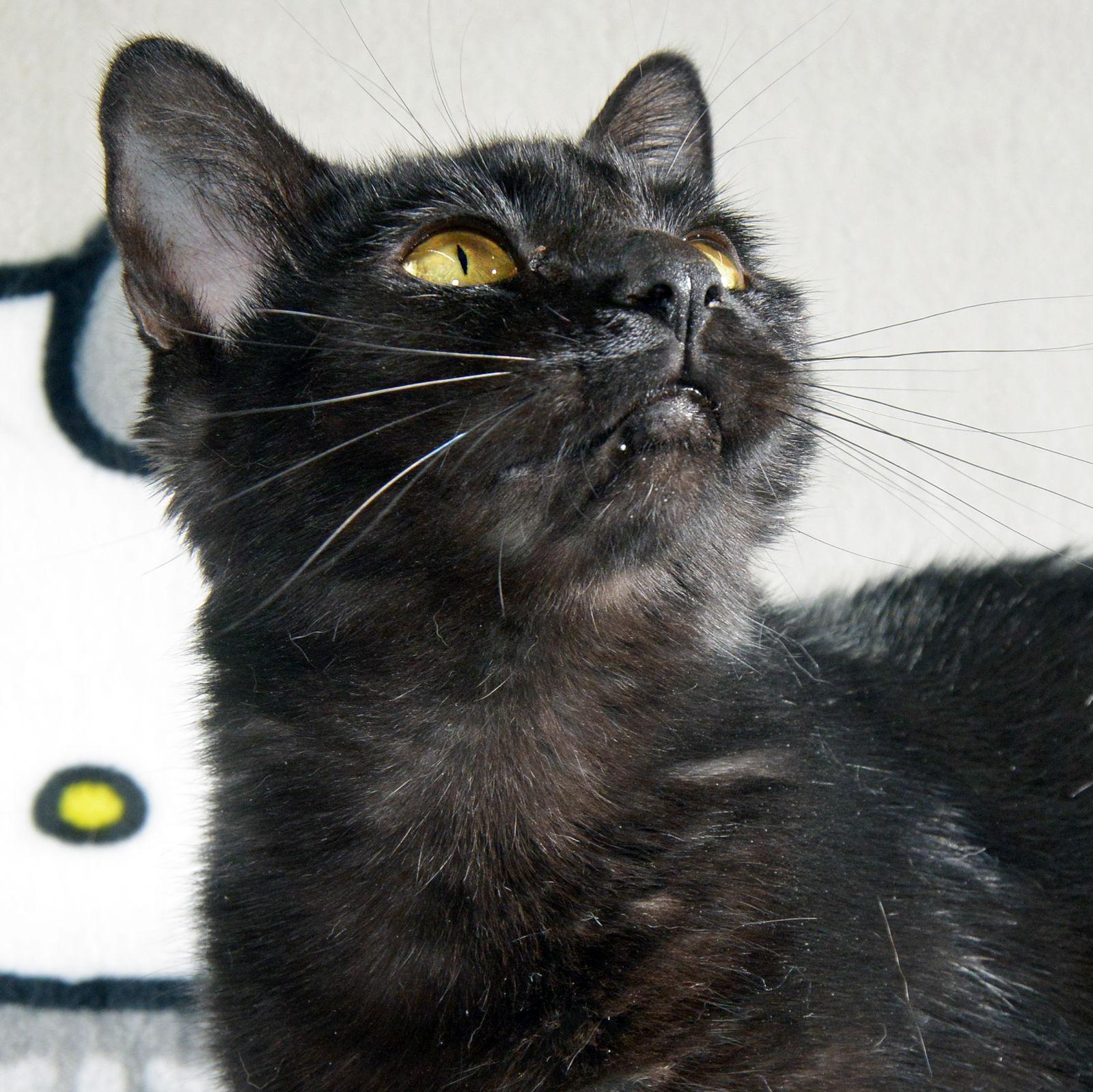 Betty, Adoptable, Adult Female Domestic Short Hair.