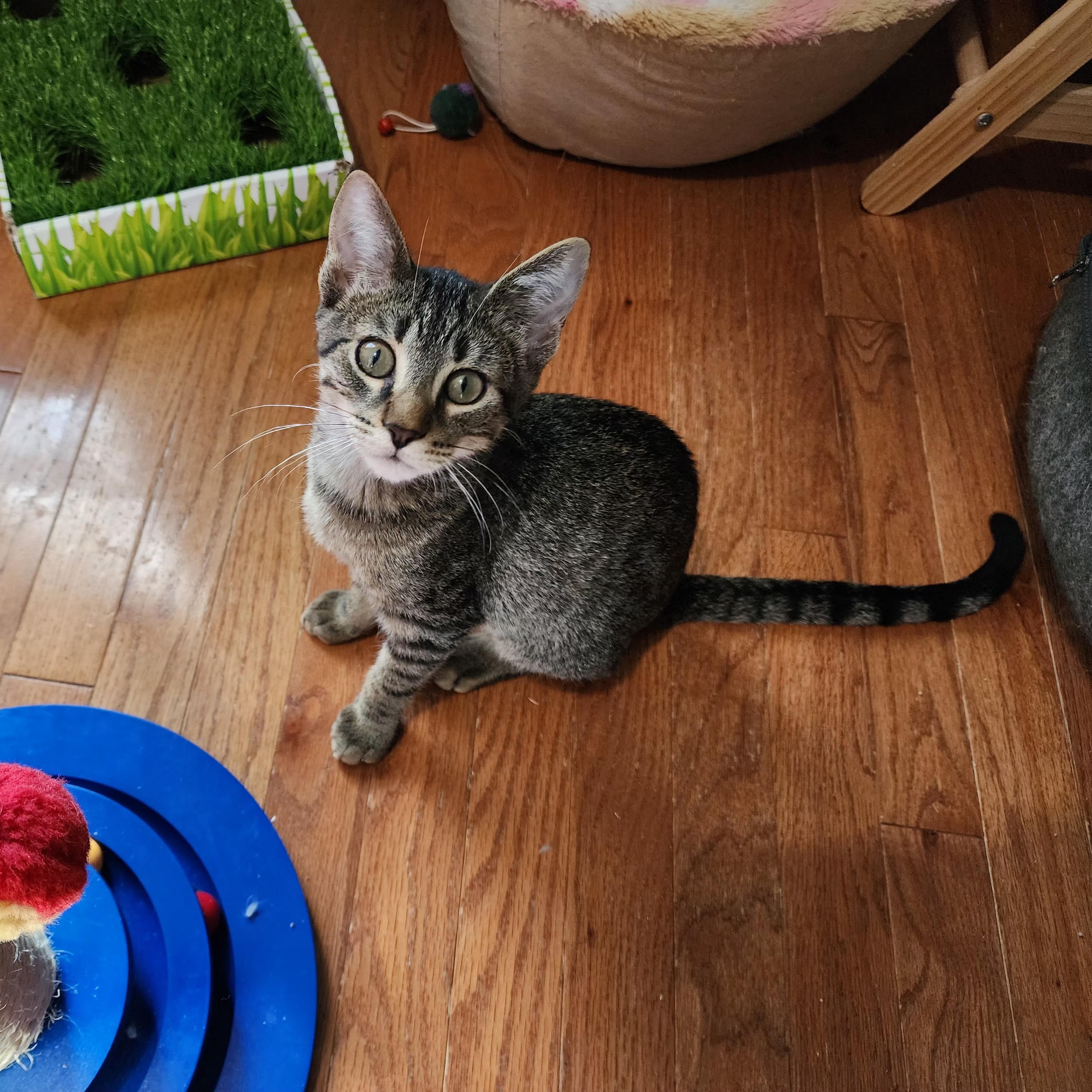 Clover, Adoptable, Kitten Male Domestic Short Hair.