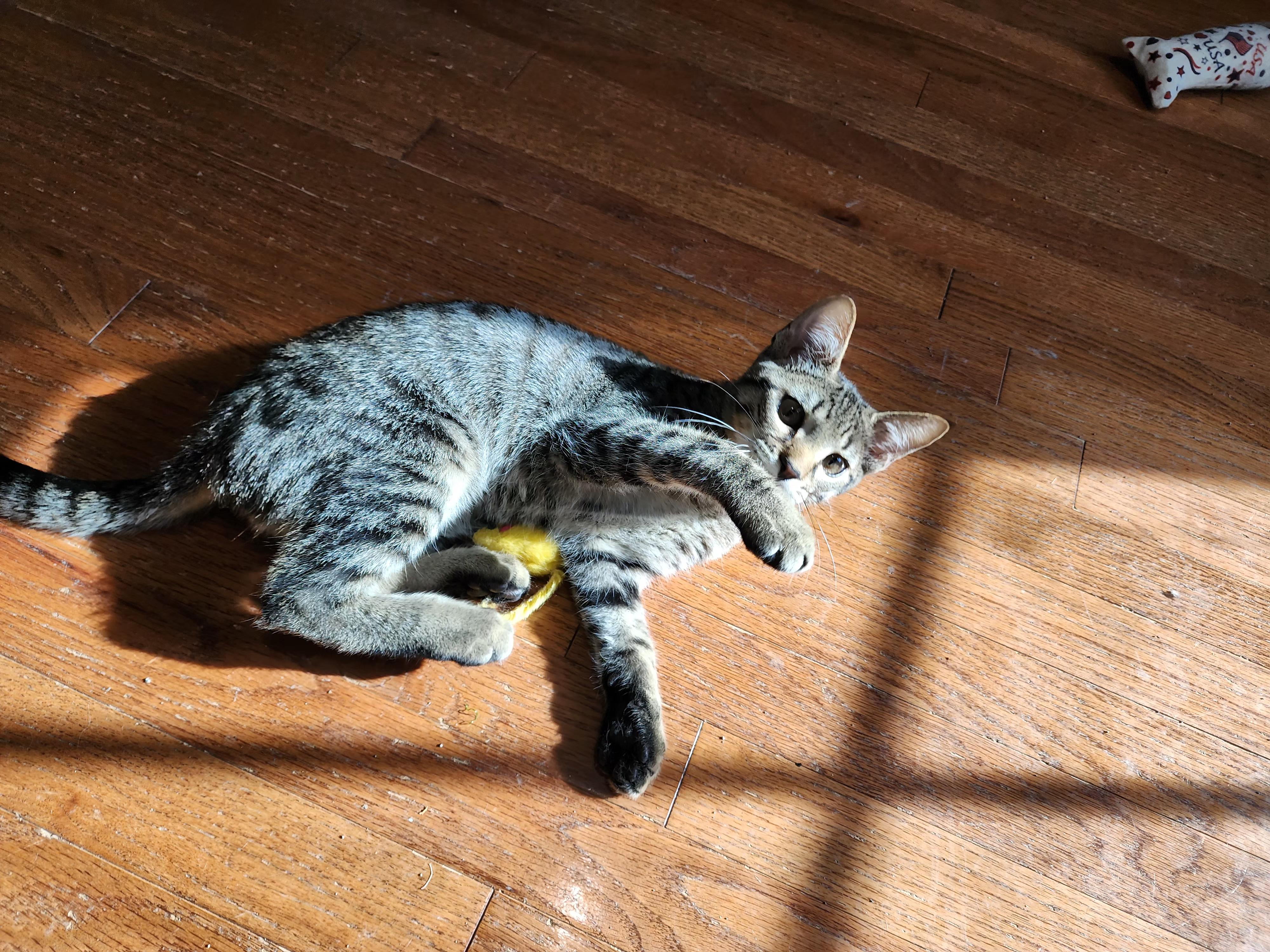 Clover, a Adoptable Domestic Short Hair in Sedalia, MO image 2/3