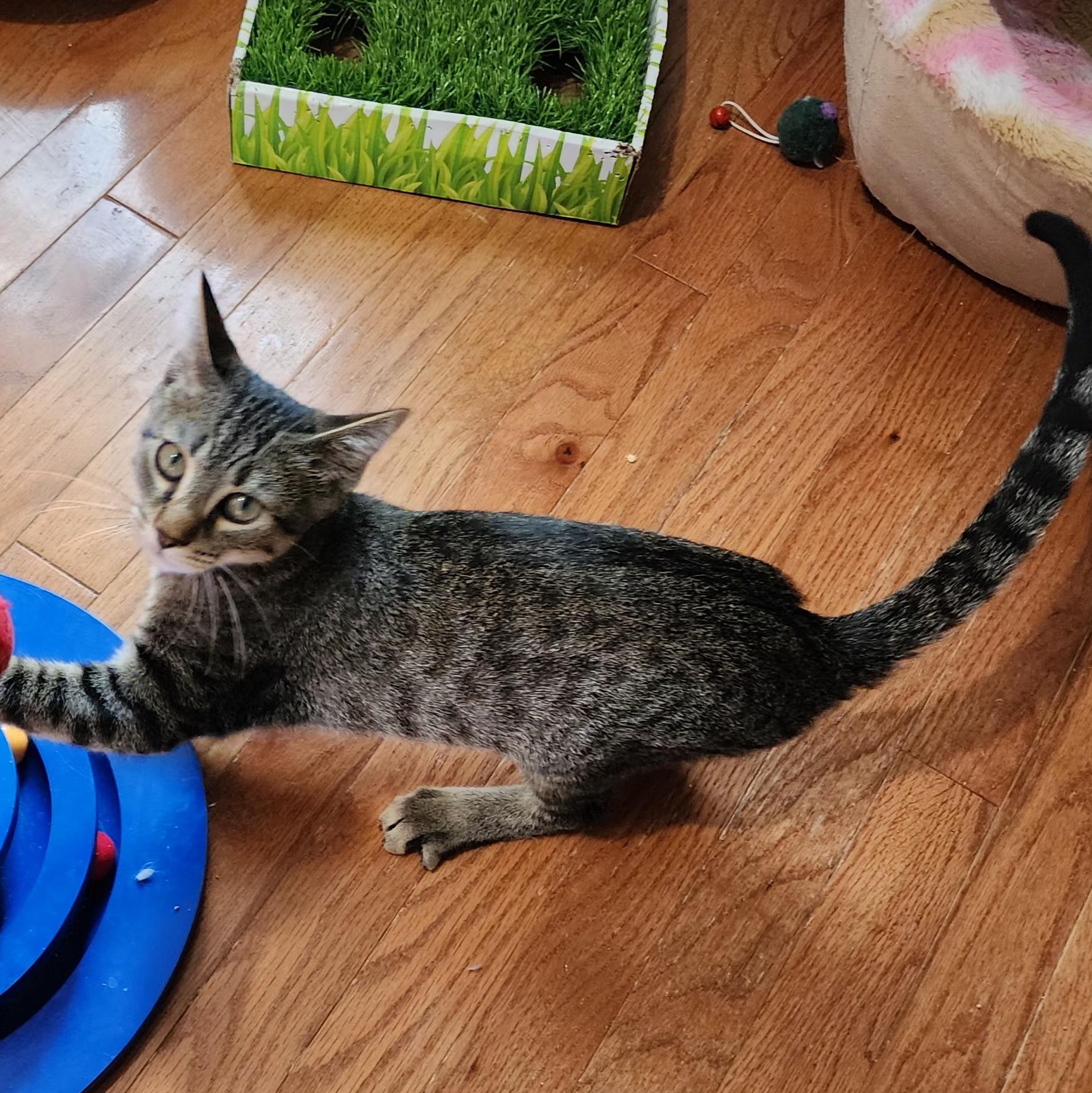 Clover, a Adoptable Domestic Short Hair in Sedalia, MO image 3/3