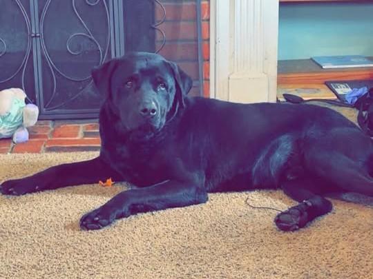 Enlarge Apollo, an adopted mixed breed in Maryville, MO image 3/5