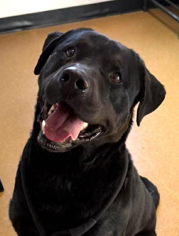 Enlarge Apollo, an adopted mixed breed in Maryville, MO image 1/5