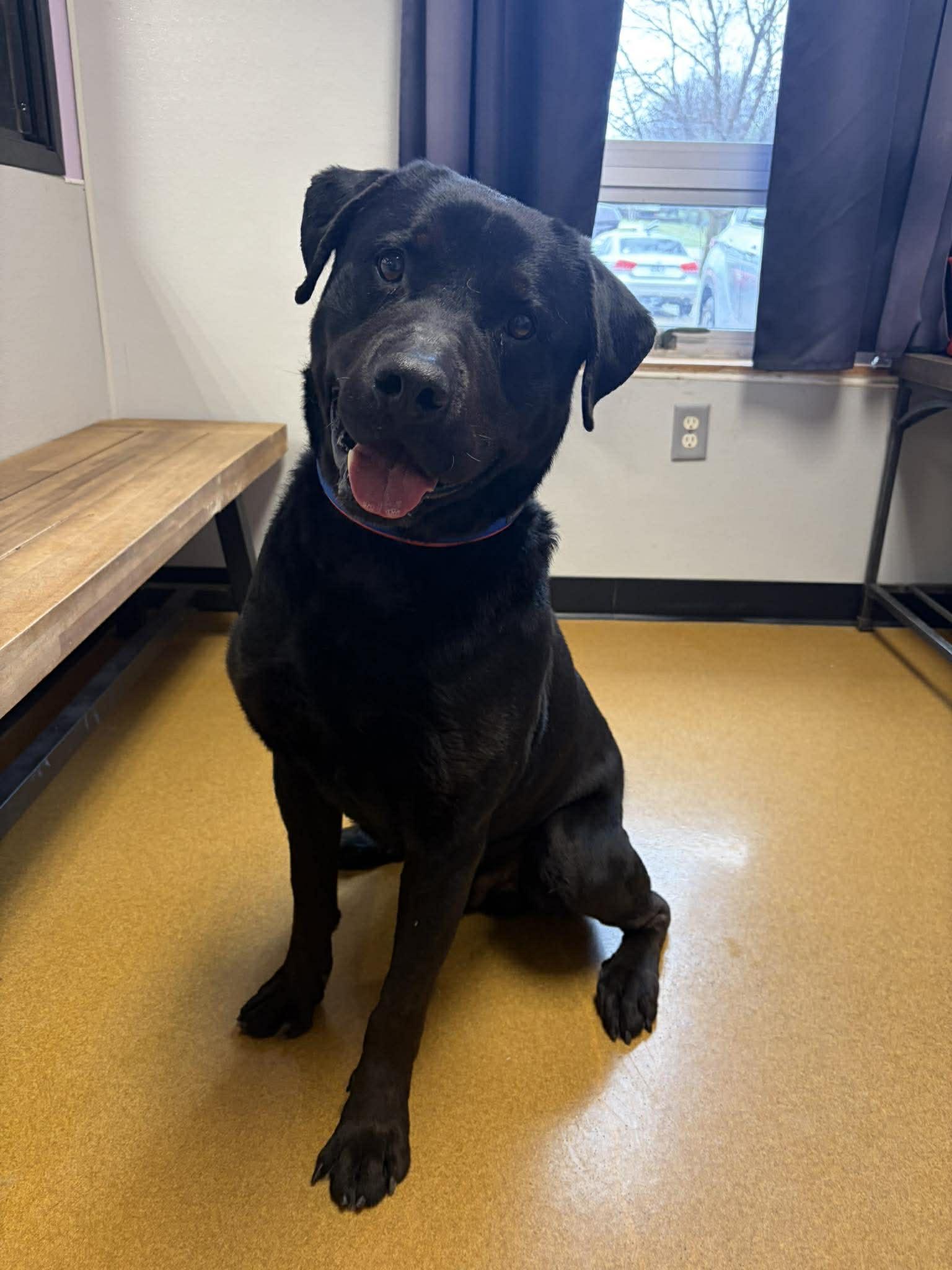 Enlarge Apollo, an adopted mixed breed in Maryville, MO image 4/5