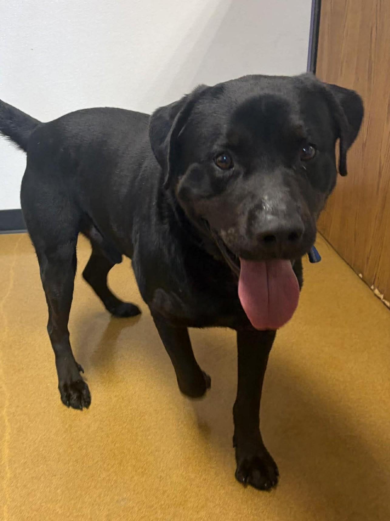 Enlarge Apollo, an adopted mixed breed in Maryville, MO image 2/5