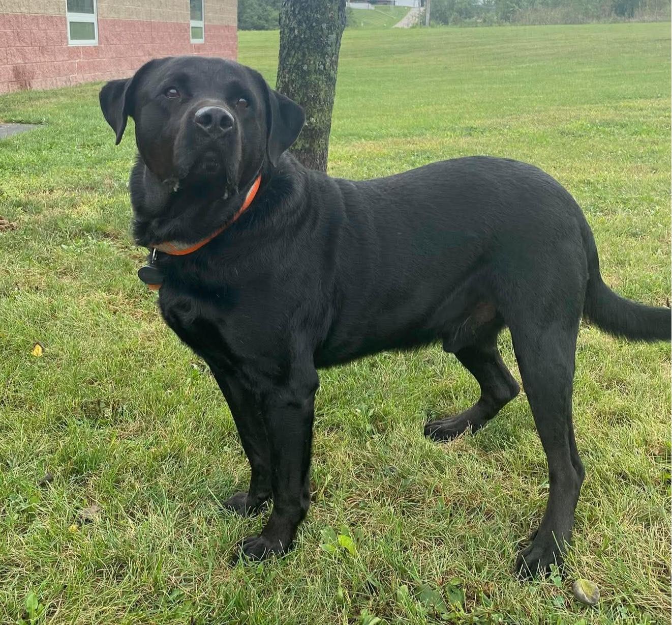 Enlarge Apollo, a Adoptable mixed breed in Maryville, MO image 5/5