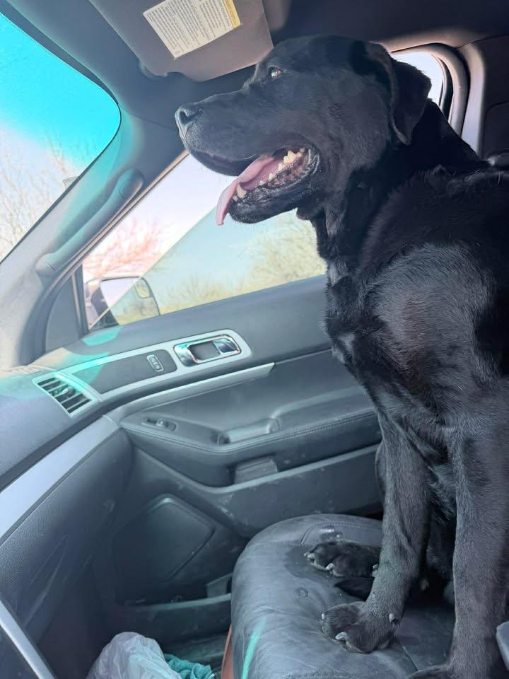 Enlarge Apollo, an adopted mixed breed in Maryville, MO image 5/5