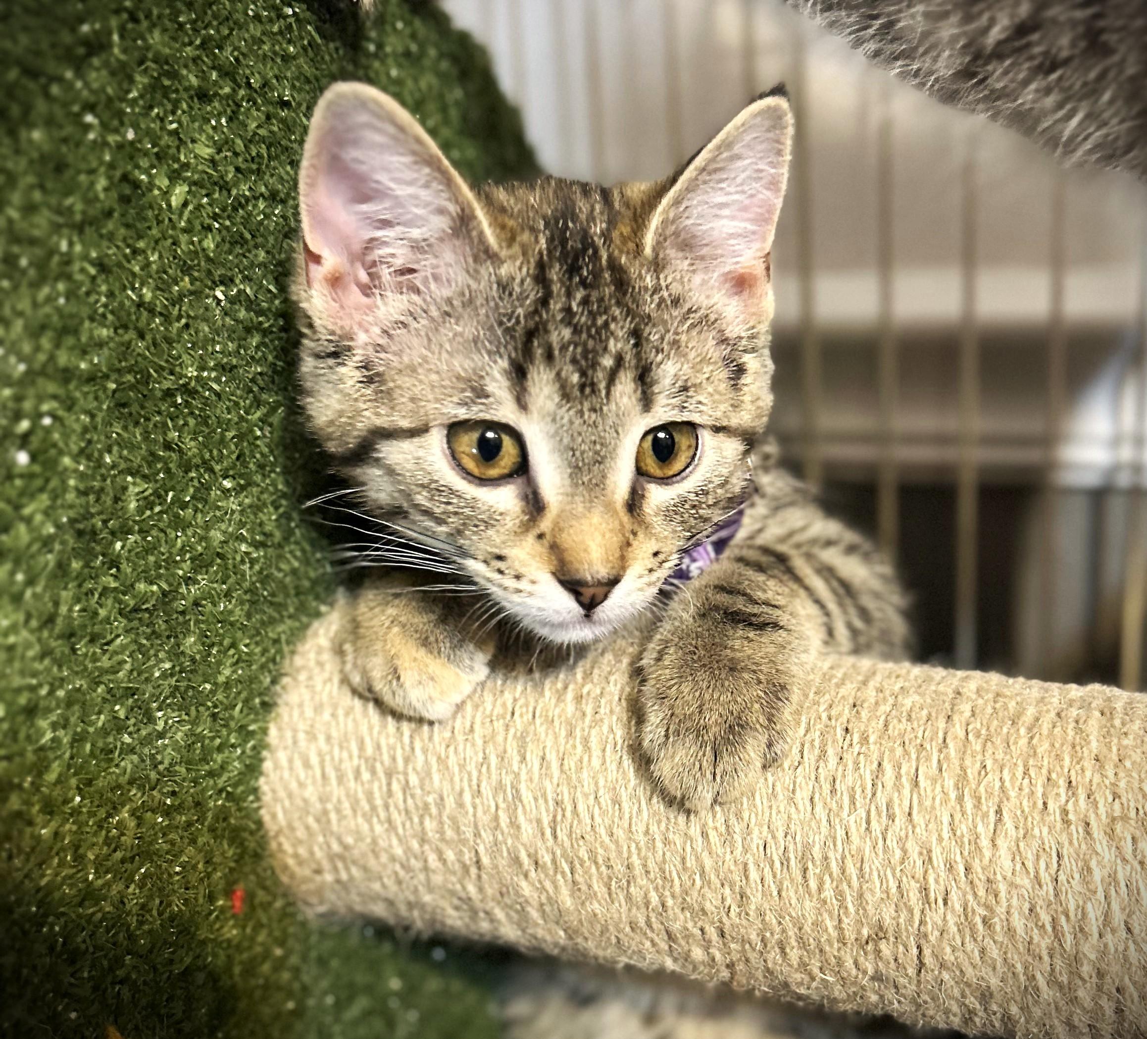 ETTA, ADOPTABLE, Kitten Female Domestic Short Hair.