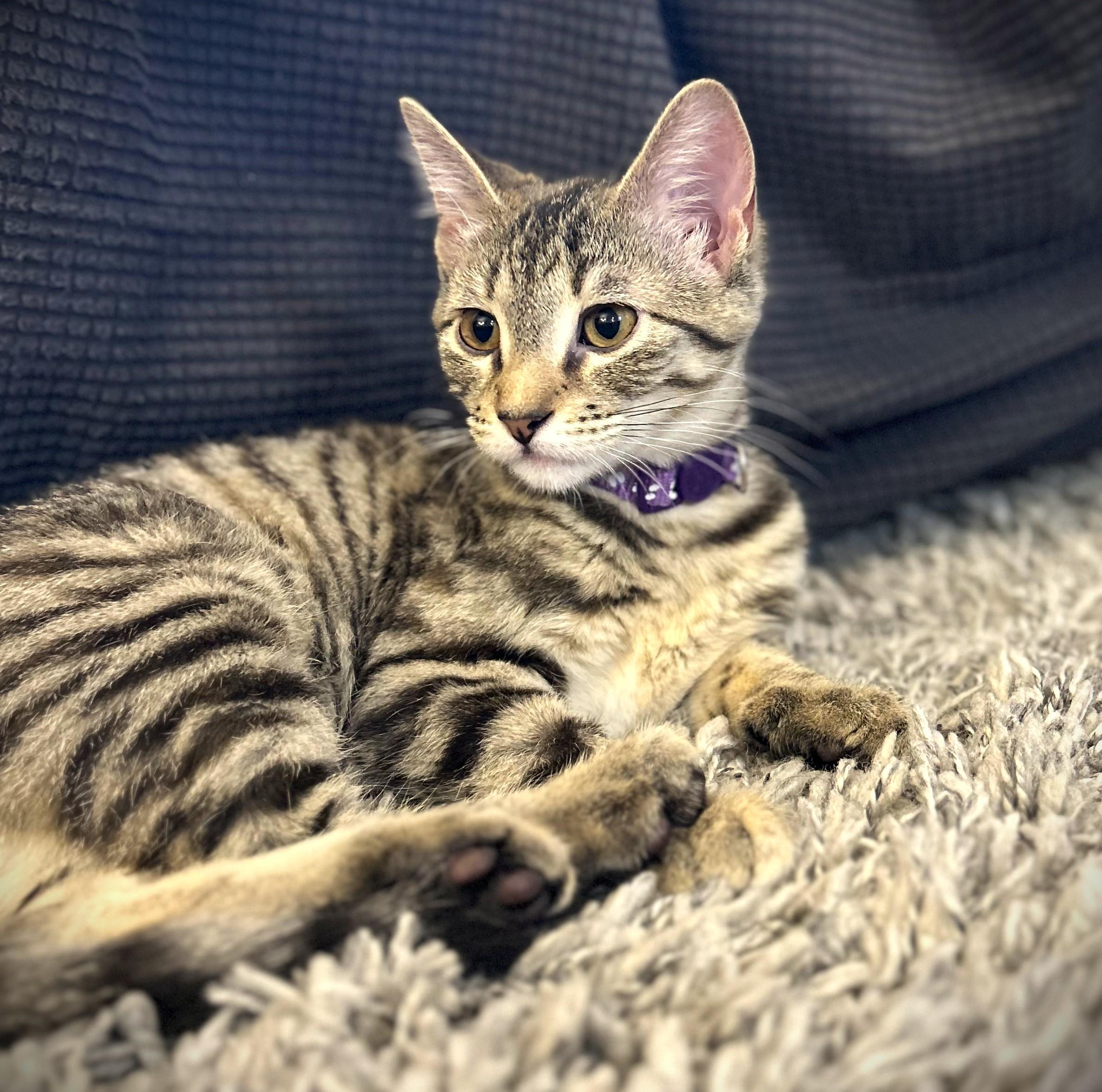 Enlarge ETTA, a ADOPTABLE Domestic Short Hair in Mankato, MN image 3/4