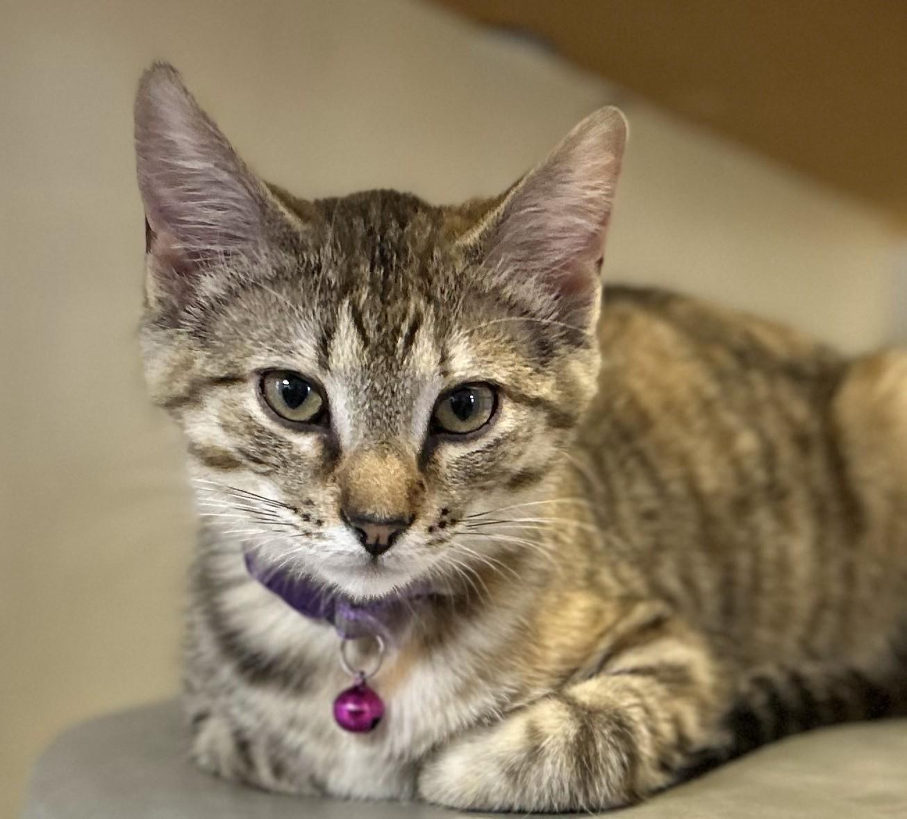 Enlarge ETTA, a ADOPTABLE Domestic Short Hair in Mankato, MN image 2/4
