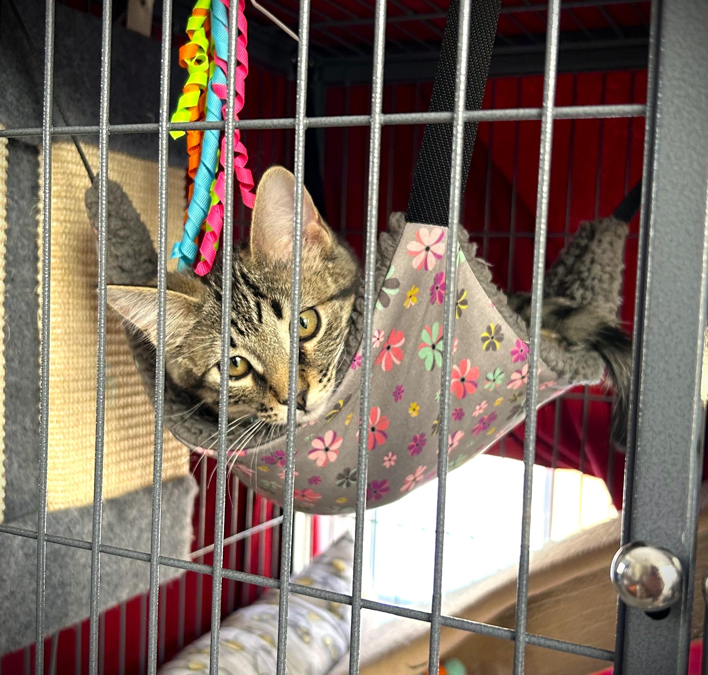 Enlarge ETTA, a ADOPTABLE Domestic Short Hair in Mankato, MN image 4/4