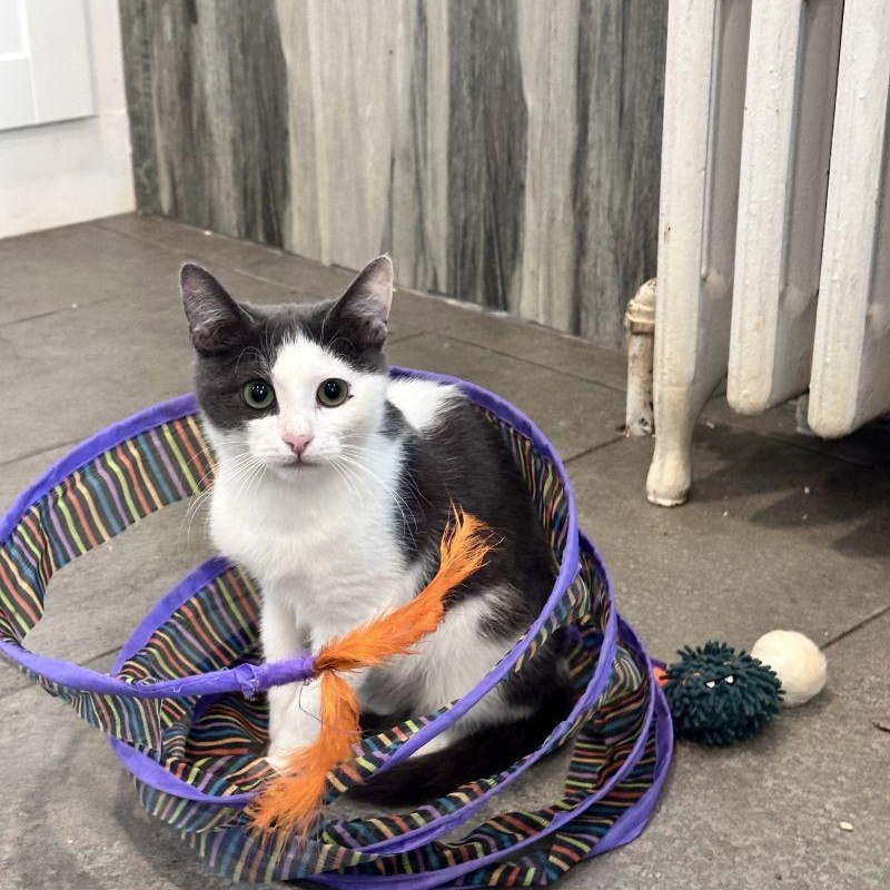 Enlarge Relish, a Adoptable mixed breed in Woodbury, NJ image 5/6