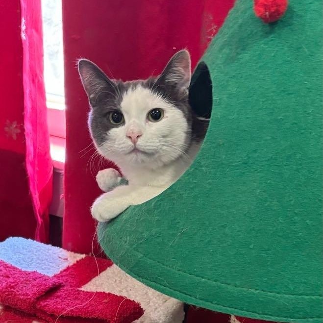 Enlarge Relish, a Adoptable mixed breed in Woodbury, NJ image 2/6