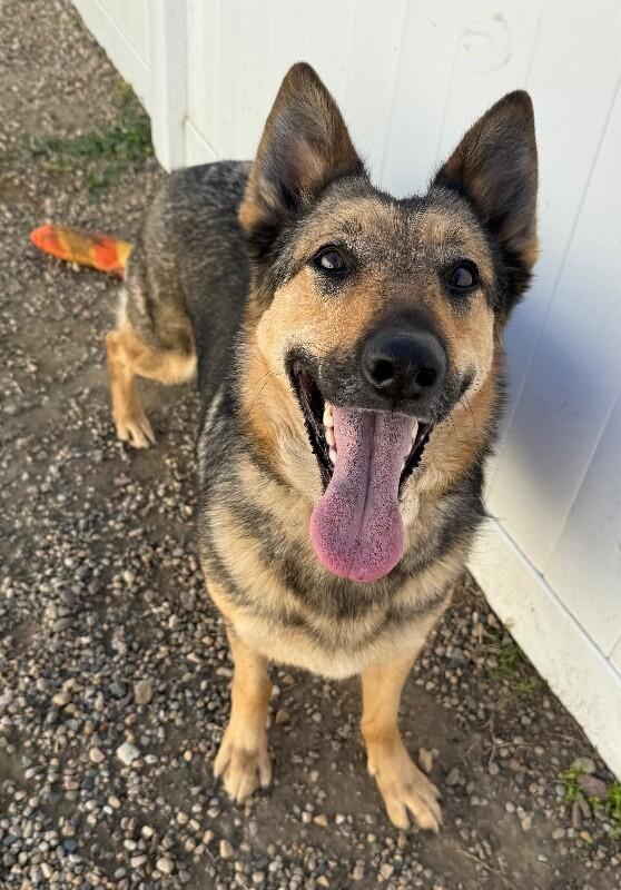 Daisy, Adoptable, Adult Female German Shepherd Dog & Mixed Breed.