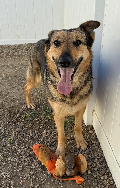 Daisy, a Adoptable mixed breed in Yankton, SD image 2/6