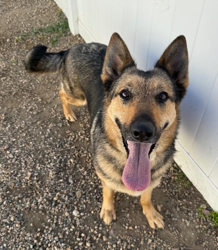 Daisy, a Adoptable mixed breed in Yankton, SD image 3/6