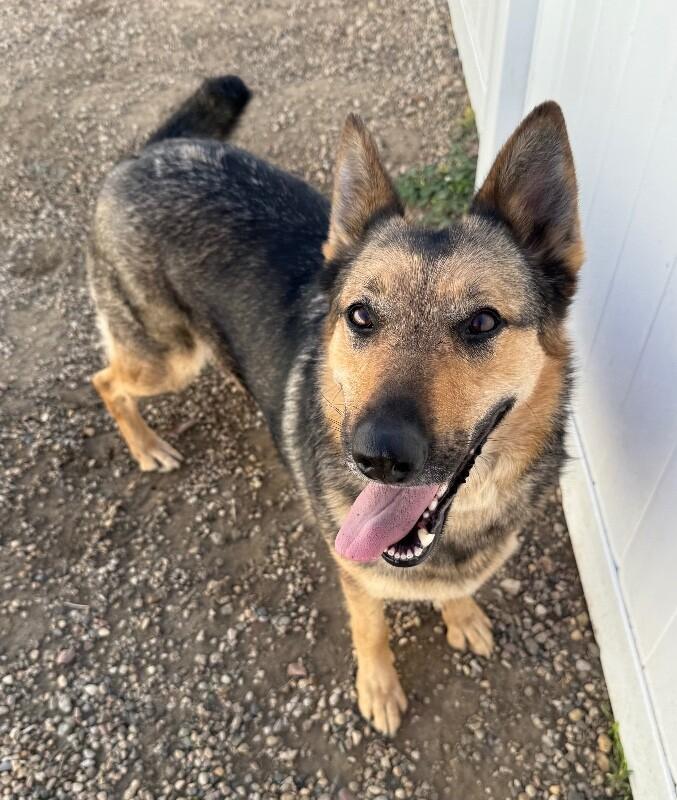 Daisy, a Adoptable mixed breed in Yankton, SD image 4/6
