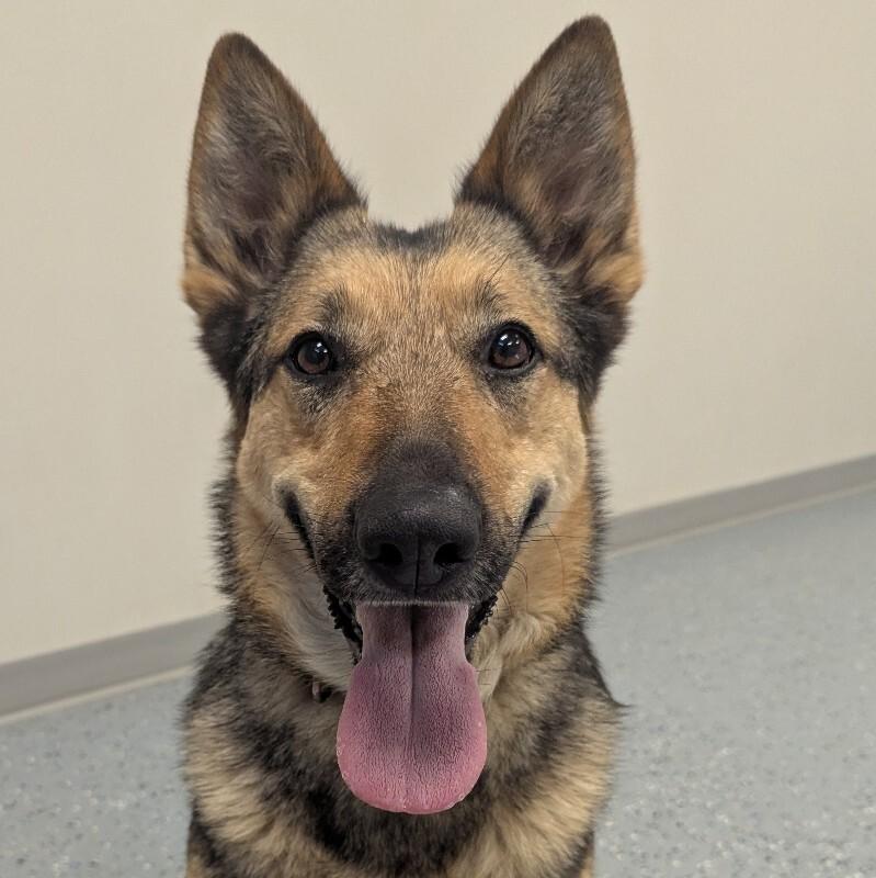 Daisy, a Adoptable mixed breed in Yankton, SD image 5/6