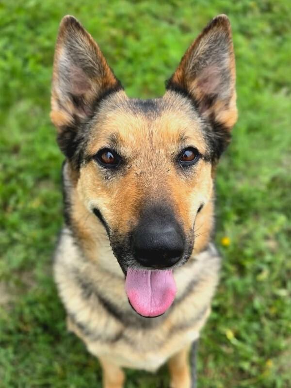 Daisy, a Adoptable mixed breed in Yankton, SD image 6/6
