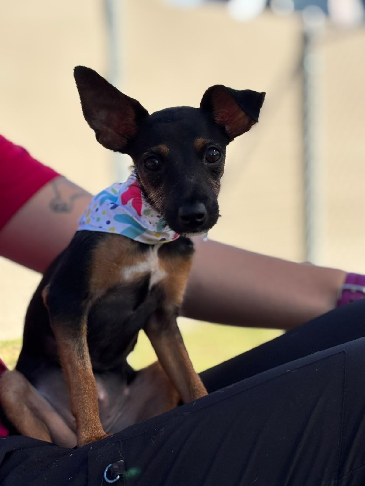 Enlarge Mariposa, a Adoptable mixed breed in Douglas, MA image 4/5
