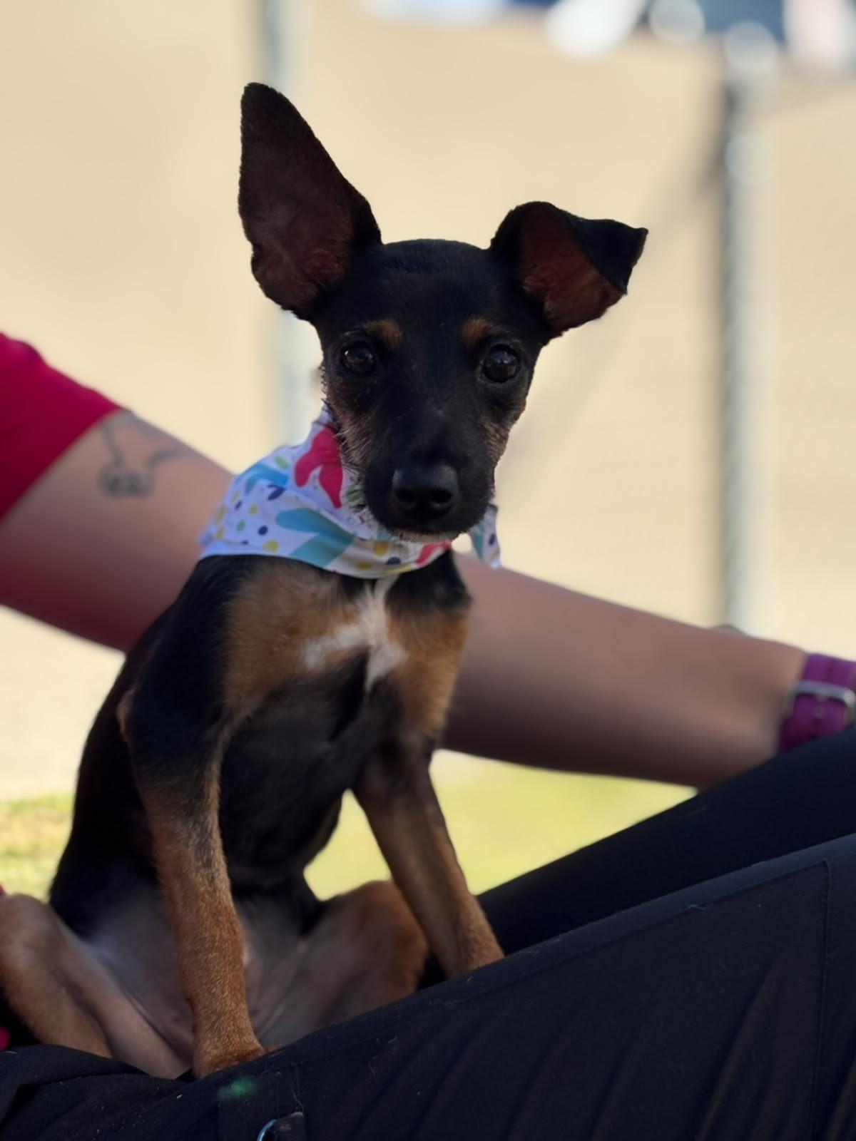 Enlarge Mariposa, a Adoptable mixed breed in Douglas, MA image 5/5
