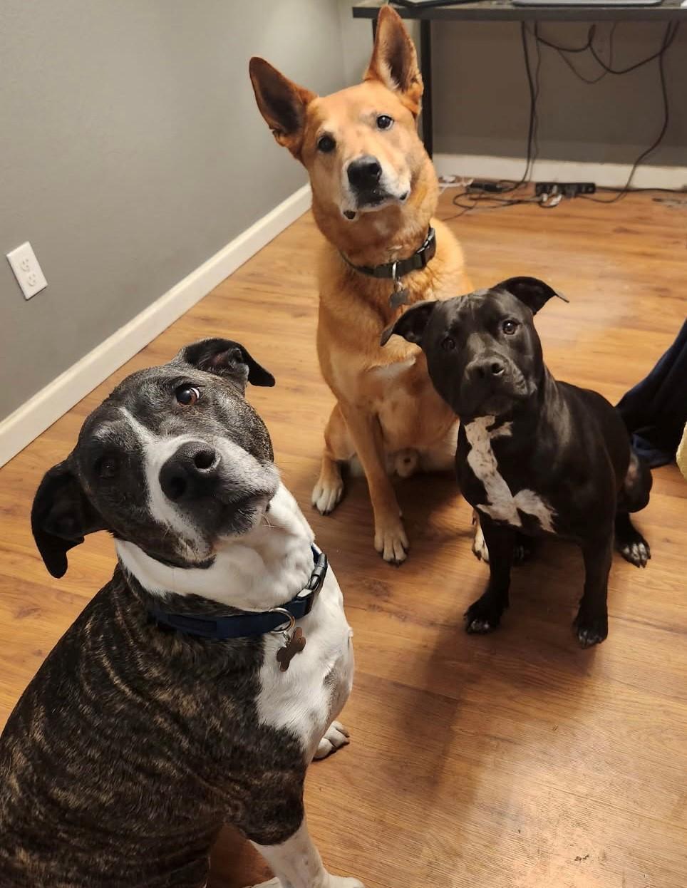 Sophie, Adopted, Young Female Pit Bull Terrier.