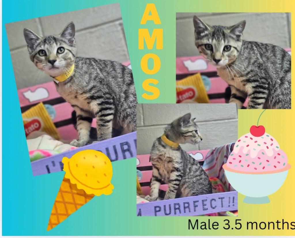 Amos, Adoptable, Kitten Male Domestic Short Hair.