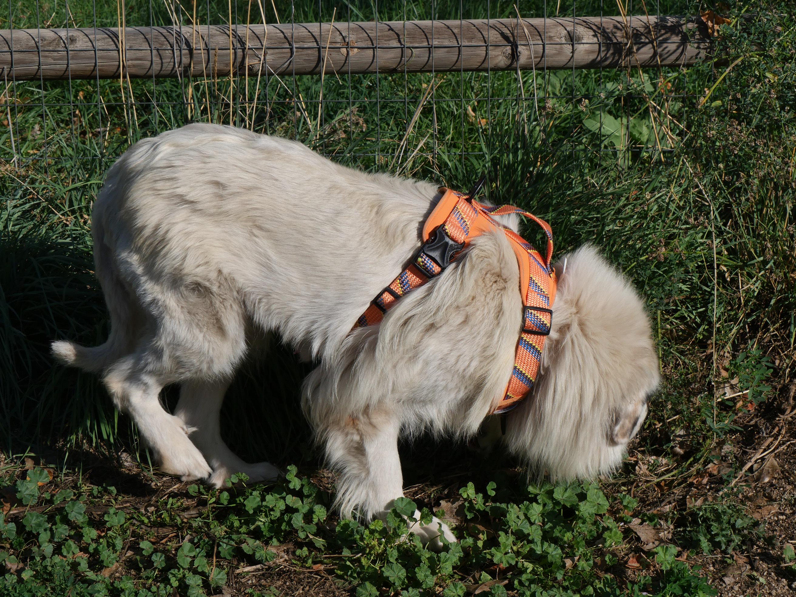 Bop Bop, a Adoptable mixed breed in Boulder, CO image 4/6