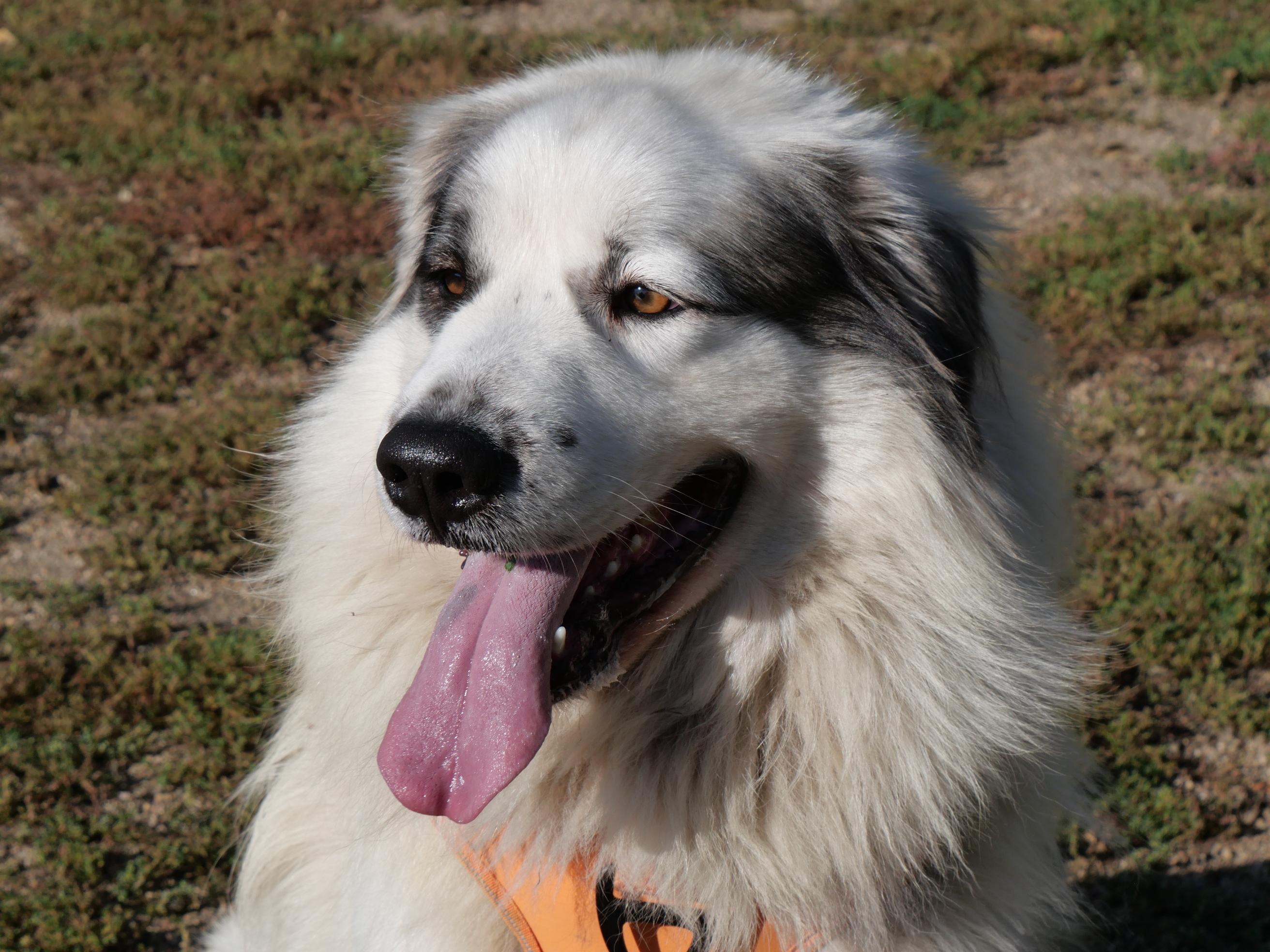 Bop Bop, Adoptable, Adult Female Great Pyrenees & Australian Shepherd.