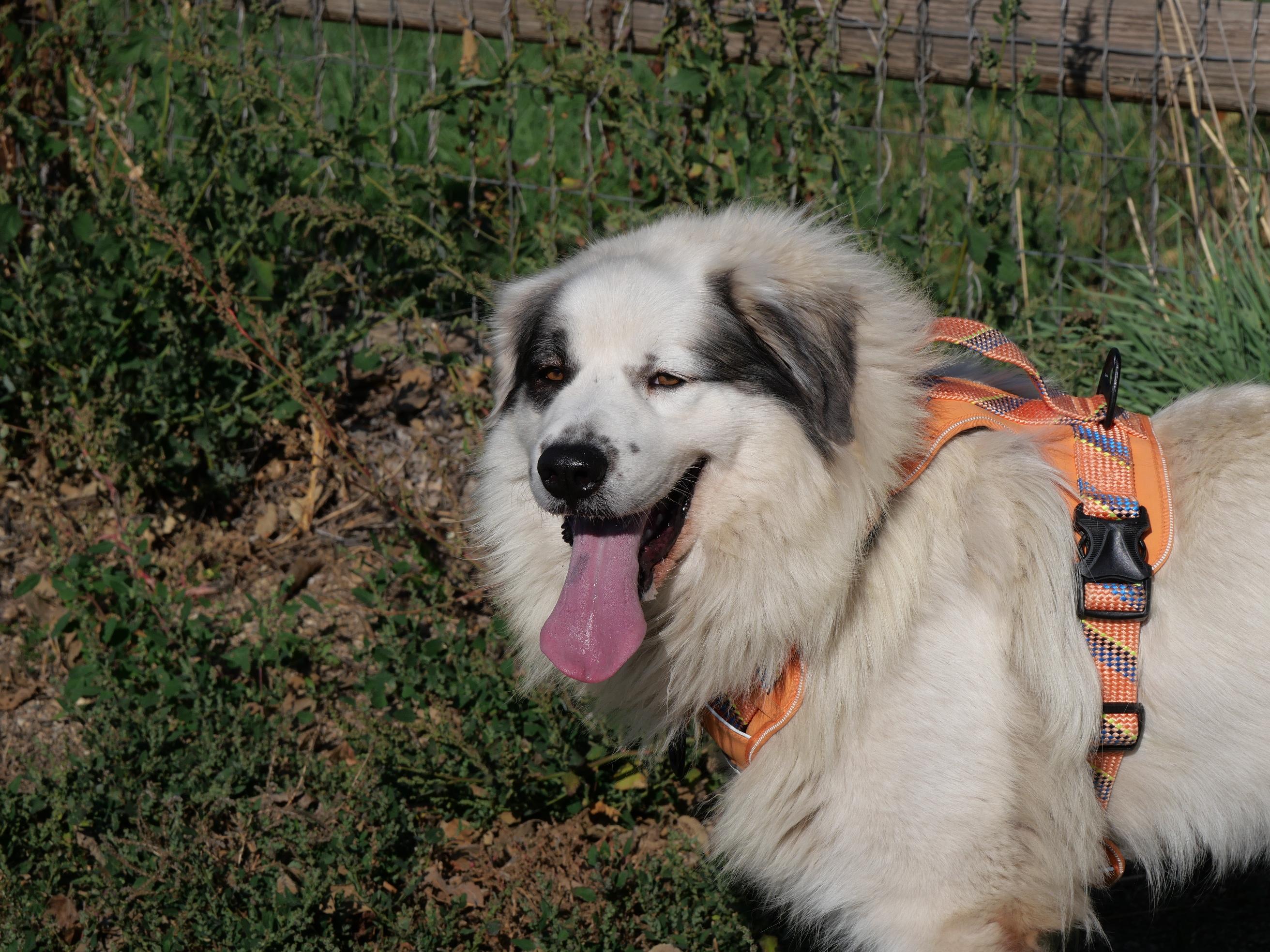 Bop Bop, a Adoptable mixed breed in Boulder, CO image 5/6