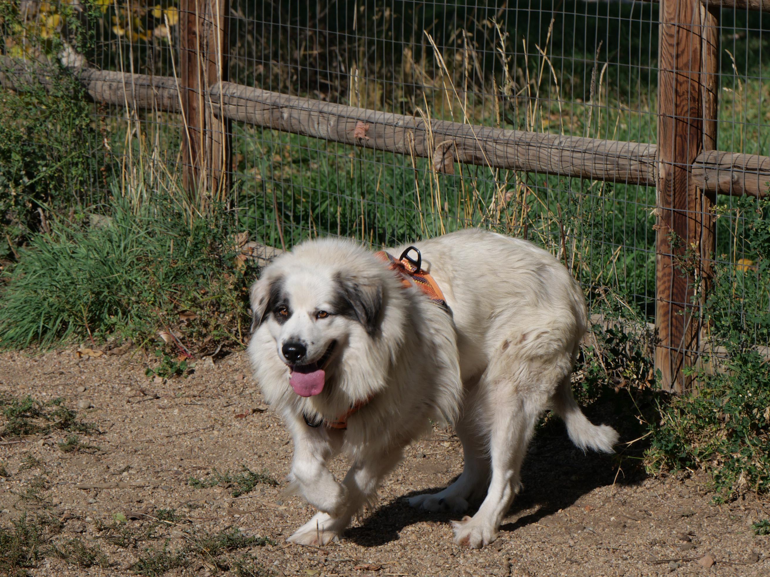 Bop Bop, a Adoptable mixed breed in Boulder, CO image 3/6