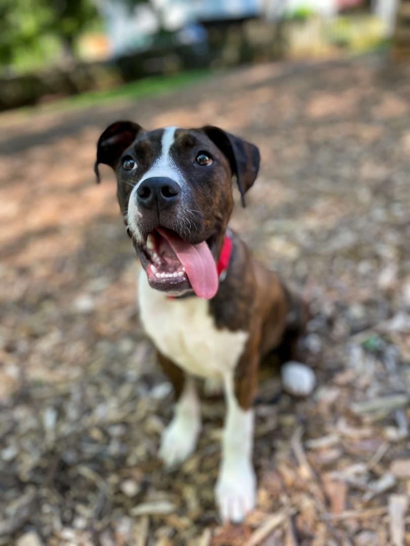 Jack, Adopted, Puppy Male Boxer.