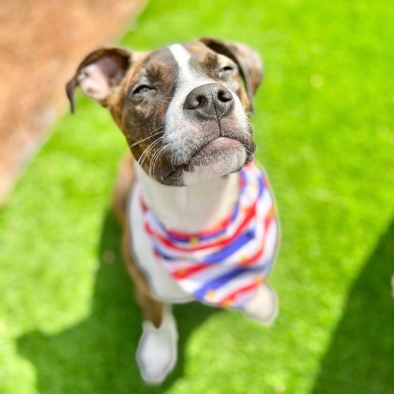 Enlarge Jack, a Adopted mixed breed in Greer, SC image 2/12